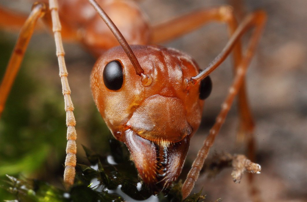 Macrophotographie d'une fourmi rouge.