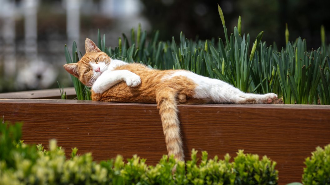 Les chats en 5 faits surprenants