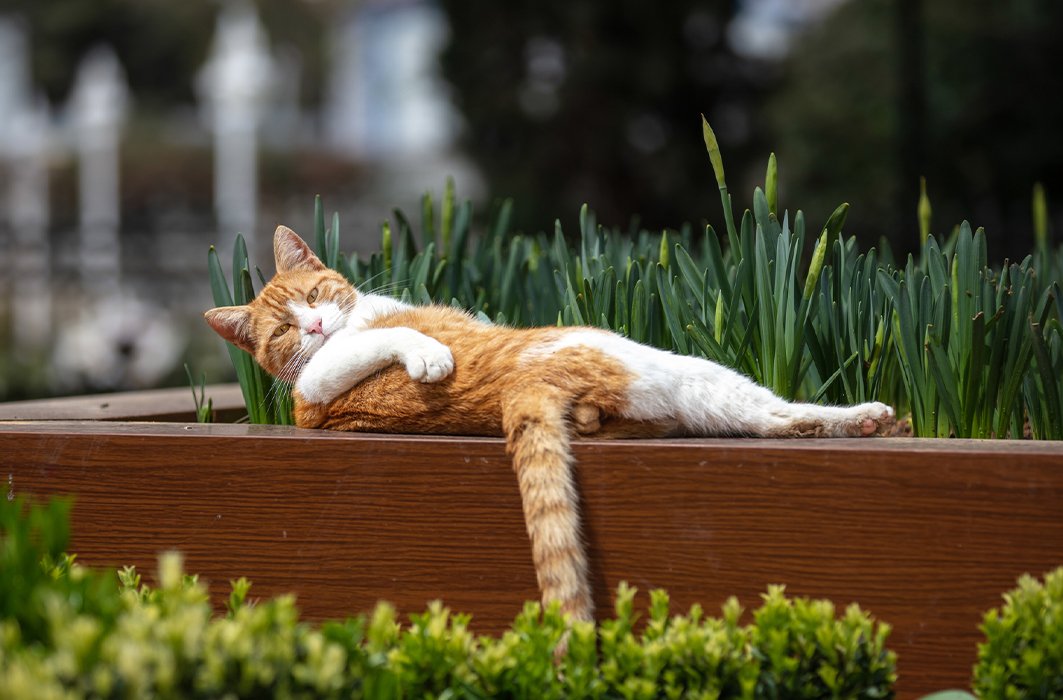 Les chats en 5 faits surprenants