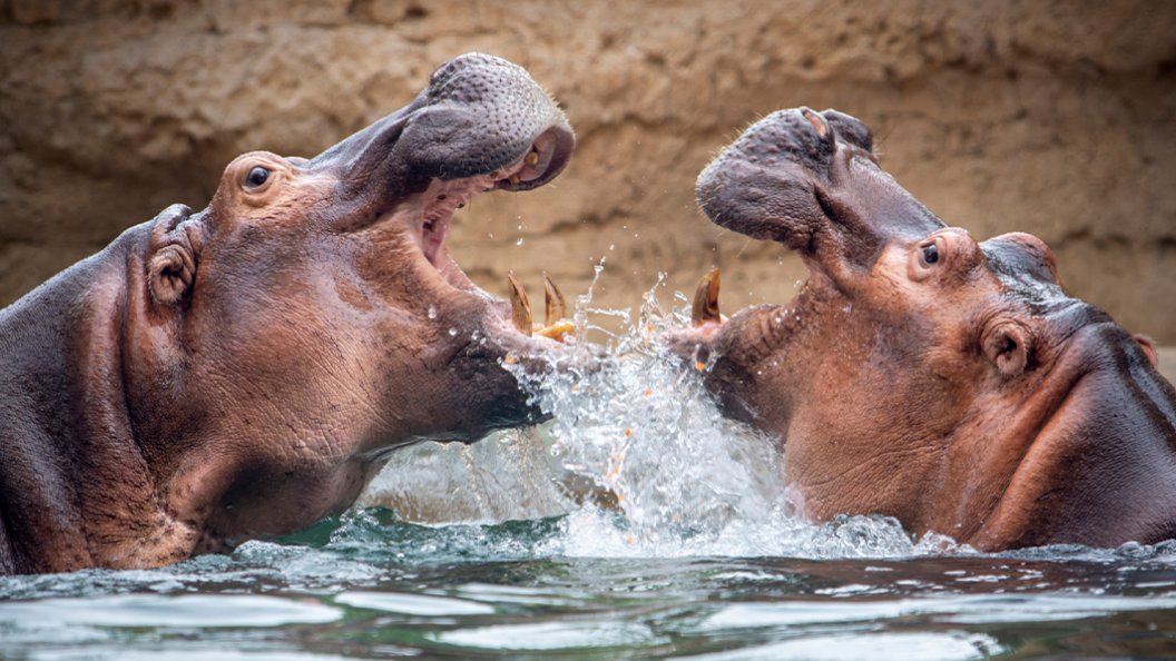 L’hippopotame mérite-t-il sa réputation d’animal redoutable?