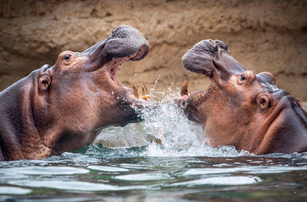 Deux hippopotames s'affrontent. Deux hippopotames s'affrontent.