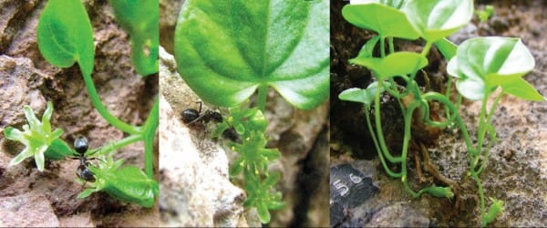 La vieille fleur et ses amies les araignées