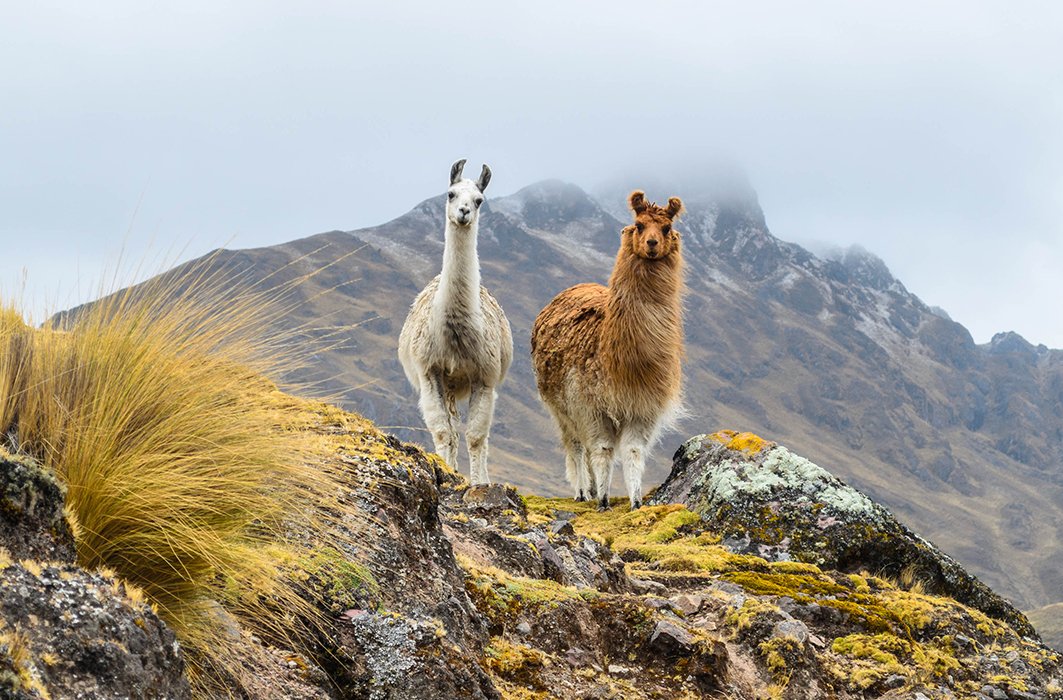 Deux lamas sur une montagne.