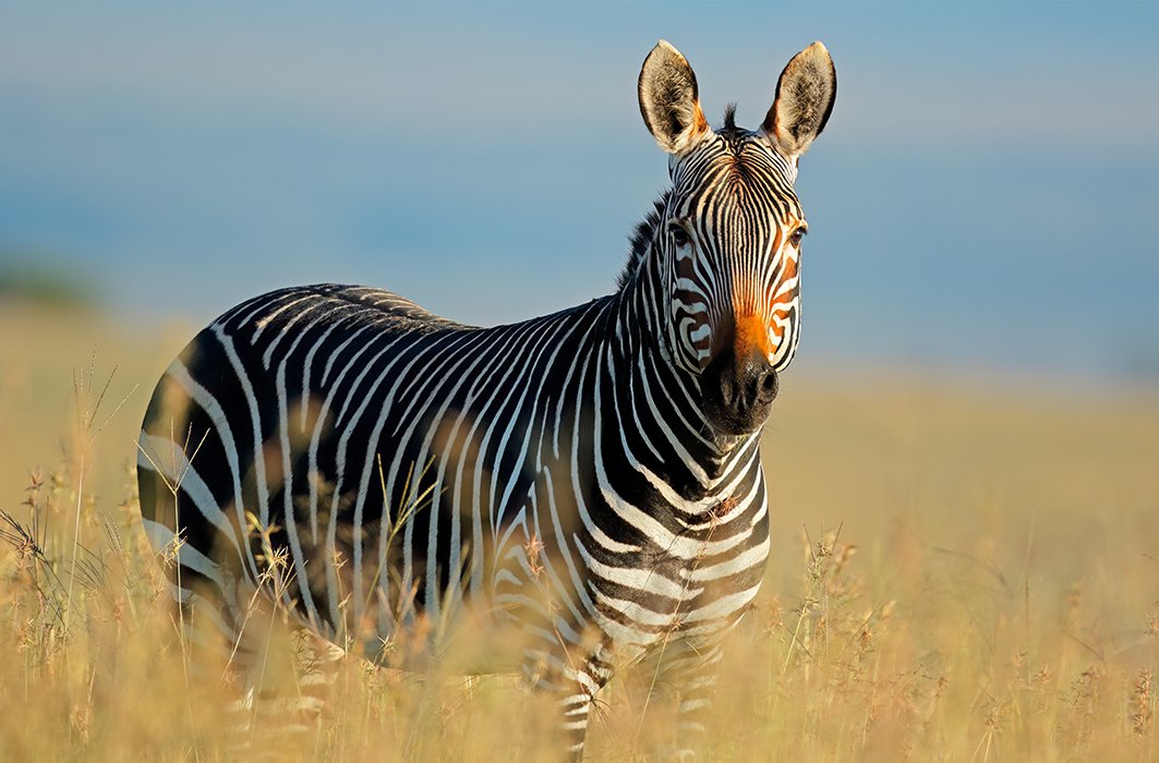 Un zèbre dans la savane.