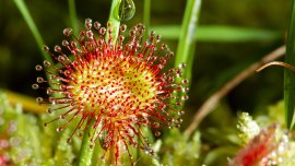 5 plantes carnivores qui poussent au Québec