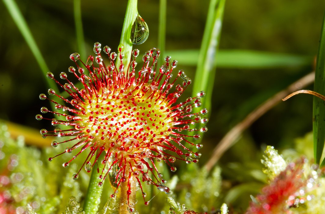 Une plante carnivore de type droséra à feuilles rondes. Une plante carnivore de type droséra à feuilles rondes.