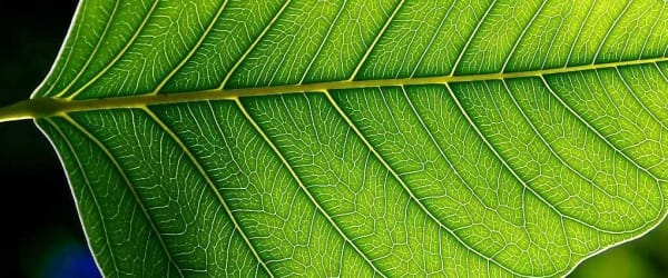 La reconnaissance d'objets chez les hommes et les femmes