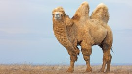 Qu’est-ce qui explique la grande endurance du chameau?