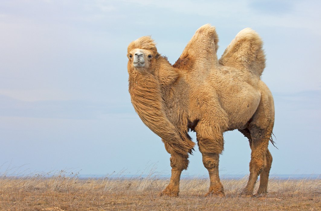 Le chameau, mammifère du désert à deux bosses