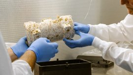 Les mycomatériaux à la rescousse de l’environnement