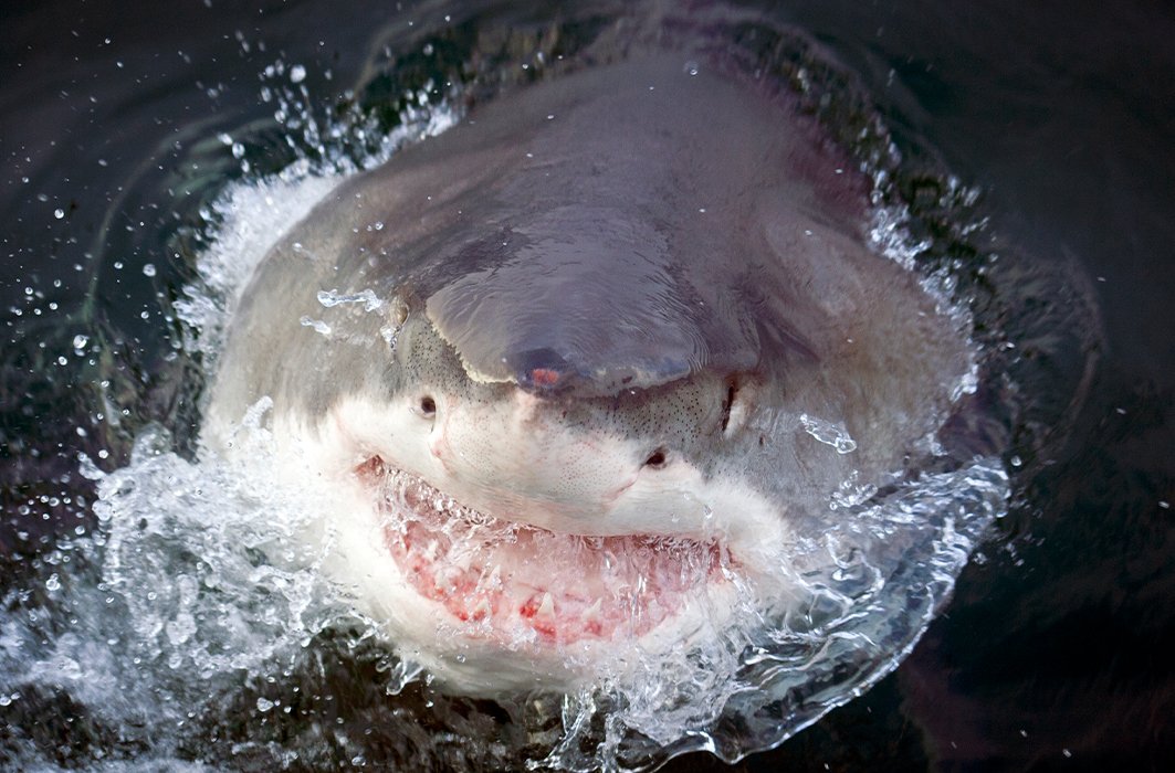 Un grand requin blanc qui sort la tête de l'eau.