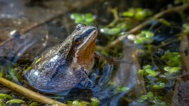 La rainette faux-grillon : petite espèce, grande importance