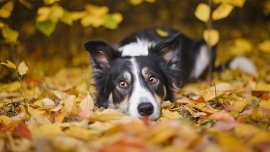 Adoption d’un chien : ce qu'il faut savoir sur la santé génétique