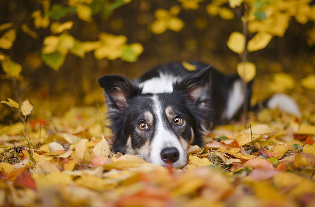 Un Border Collie dans les feuilles mortes.