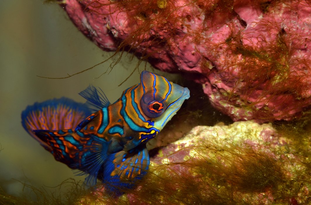 Un poisson-mandarin.