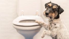 Boire l’eau des toilettes est-il dangereux pour les animaux?