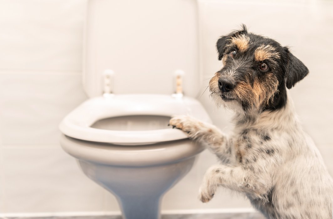 Boire l’eau des toilettes est-il dangereux pour les animaux?