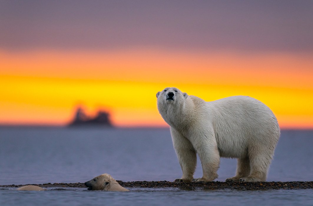 Une ourse polaire et ses oursons devant un coucher de soleil.