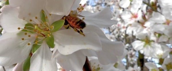 La disparition des abeilles selon Laure Waridel