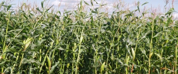 Maïs canadien et réchauffement climatique