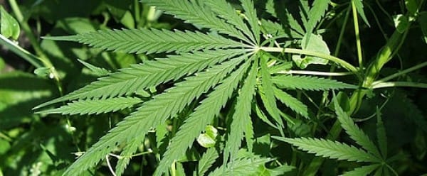 Le cannabis perturbe le cerveau des ados