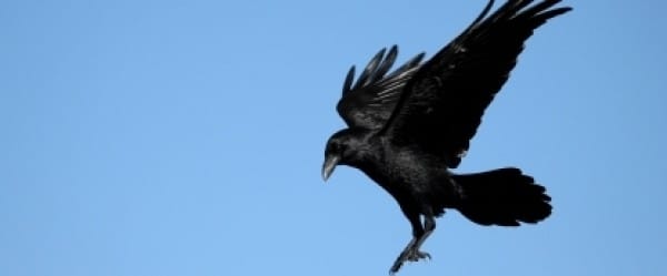 Le corbeau qui réfléchit