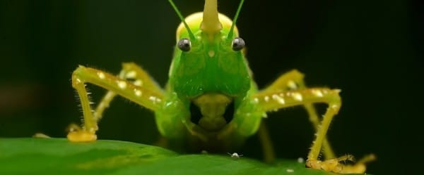 L'insecte qui entend avec ses genoux