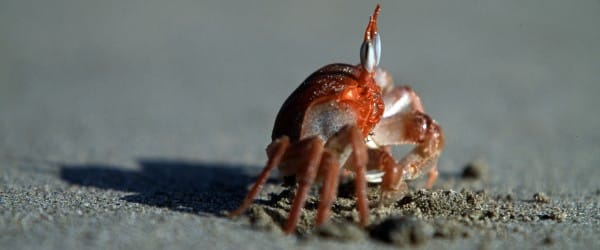 L'attaque des crabes de l'Antarctique