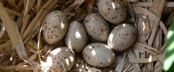 L'oeuf le plus dur du monde L'oeuf le plus dur du monde