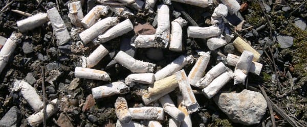 Cigarettes pour oiseaux