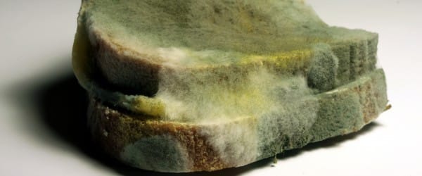 La pénicilline, un puissant combattant