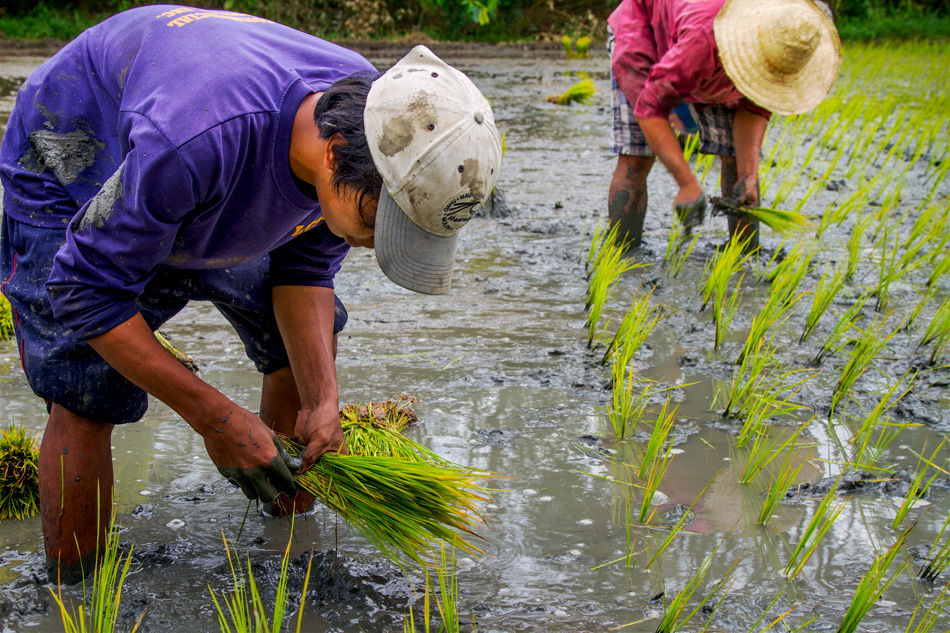 Philippines : après le béton, l'expérience du riz