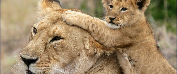 Anatomie d'une caresse Anatomie d'une caresse