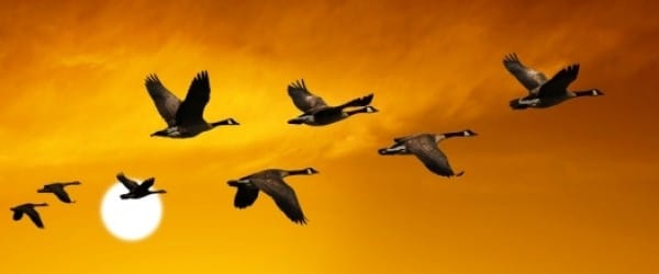 L'hécatombe aviaire