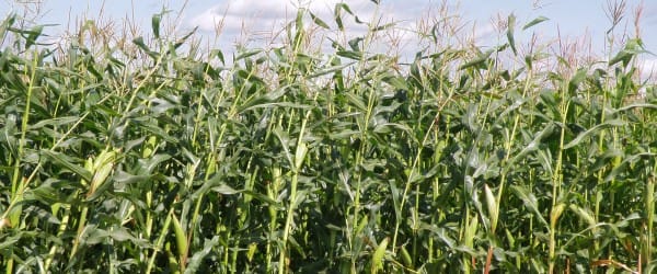 Le mea culpa d'un anti-OGM