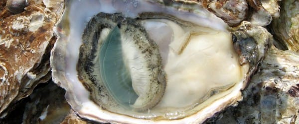 C'est l'huître qui a inventé la roue