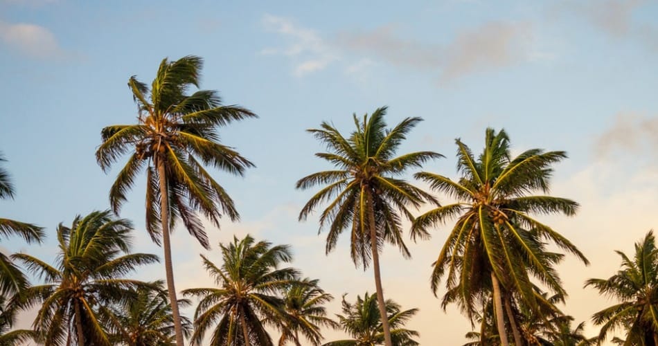 Réchauffement : les plantes se déplacent