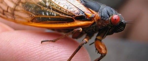 Les cigales qui savent compter