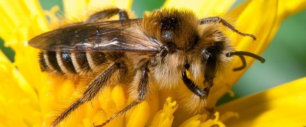 Le buzz des abeilles