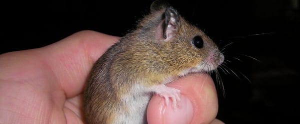 Des souris de laboratoire dans ma salle de bain
