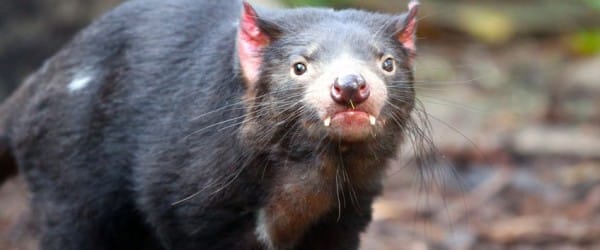 Un cancer contagieux