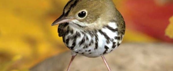 Petit, mais résistant