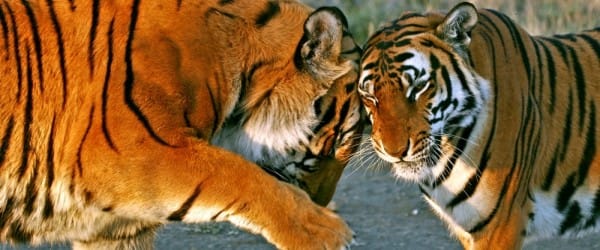 Monogamie : deux études contradictoires Monogamie : deux études contradictoires