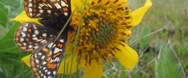 Retour au jardin d'Éden en Irak