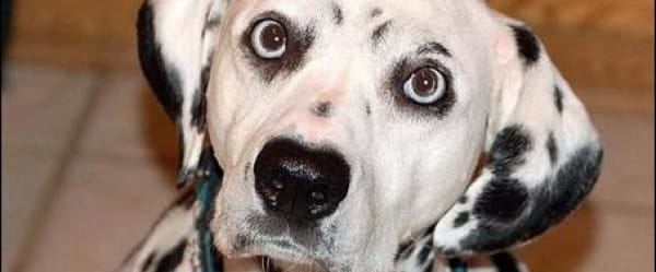 Les chiens rêvent-ils en couleurs?