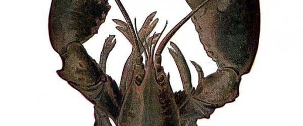 Aïe, les crustacés ressentent de la douleur!