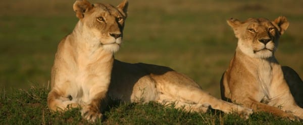 Le Costa Rica fermera bientôt ses zoos