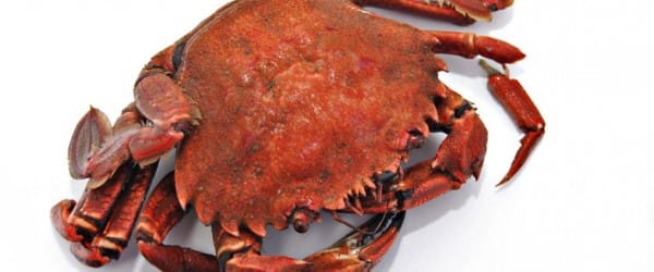 Les sons les plus profonds du monde