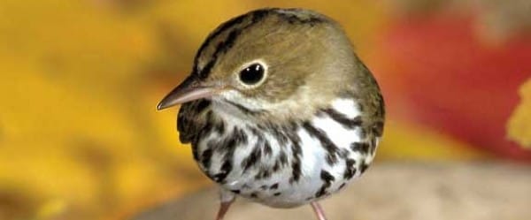 Les oiseaux se fient aux limites de vitesse