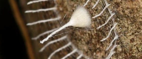 À qui est cette chose? À qui est cette chose?